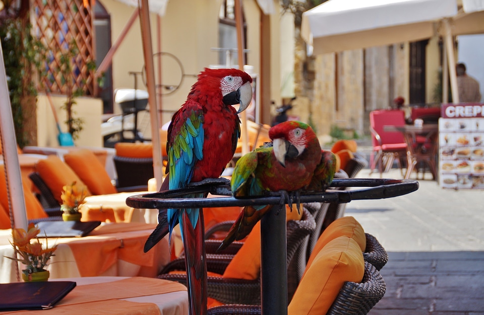 Feather ara parrots
