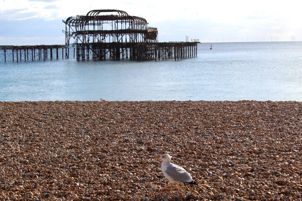 BRIGHTON photo