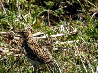 (Passeriformes: Alaudidae) Alauda arvensis, Sånglärka / Skylark
