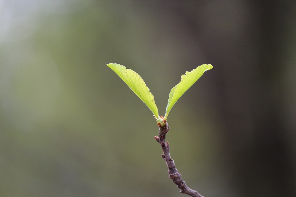 Spring fresh flora