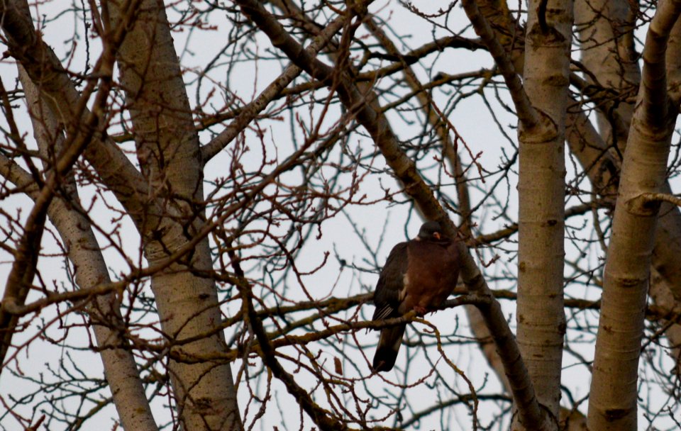 Juvenile woodpigeon in Redbridge, London