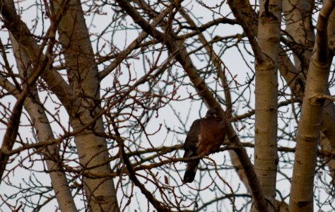 Juvenile woodpigeon in Redbridge, London