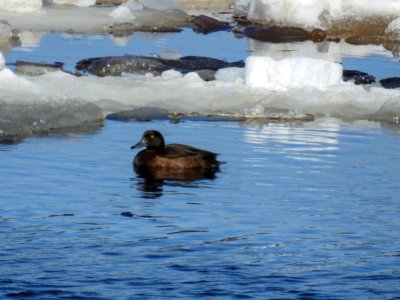 (Anseriformes: Anatidae) Aythya fuligula ♀, Vigg / Tufted duck photo