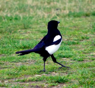 Magpie in spring