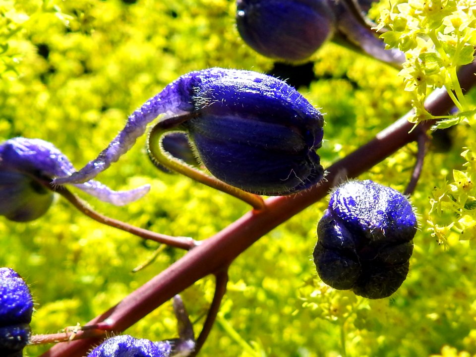 (Ranunculales: Ranunculaceae) Delphinium elatum, Trädgårdsriddarsporre