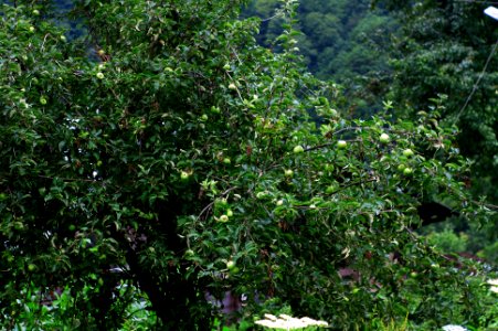 Başköy-Senoz-Çayeli-Rize