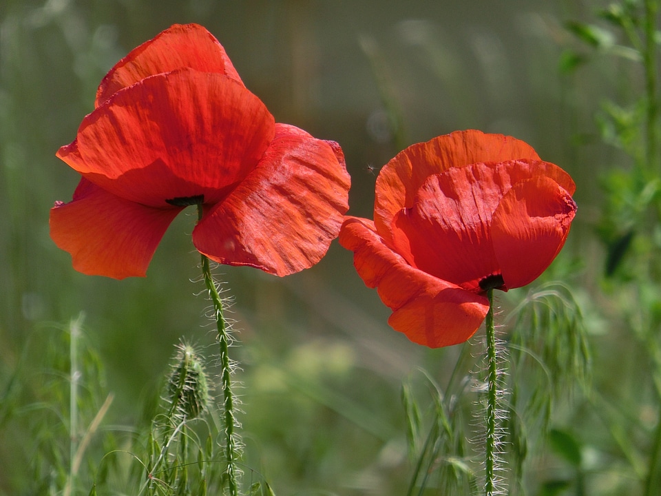 Red close up red poppy