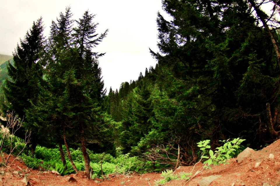 Çahçor yaylası Senoz Çayeli Rize