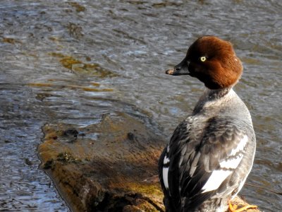 (Anseriformes: Anatidae) Bucephala clangula ♀, Knipa / Goldeneye