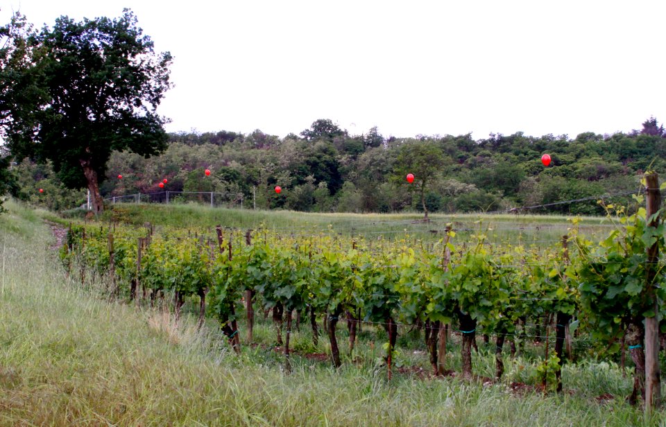 zz-Bolesina-Vista-Quercia-Ridotta