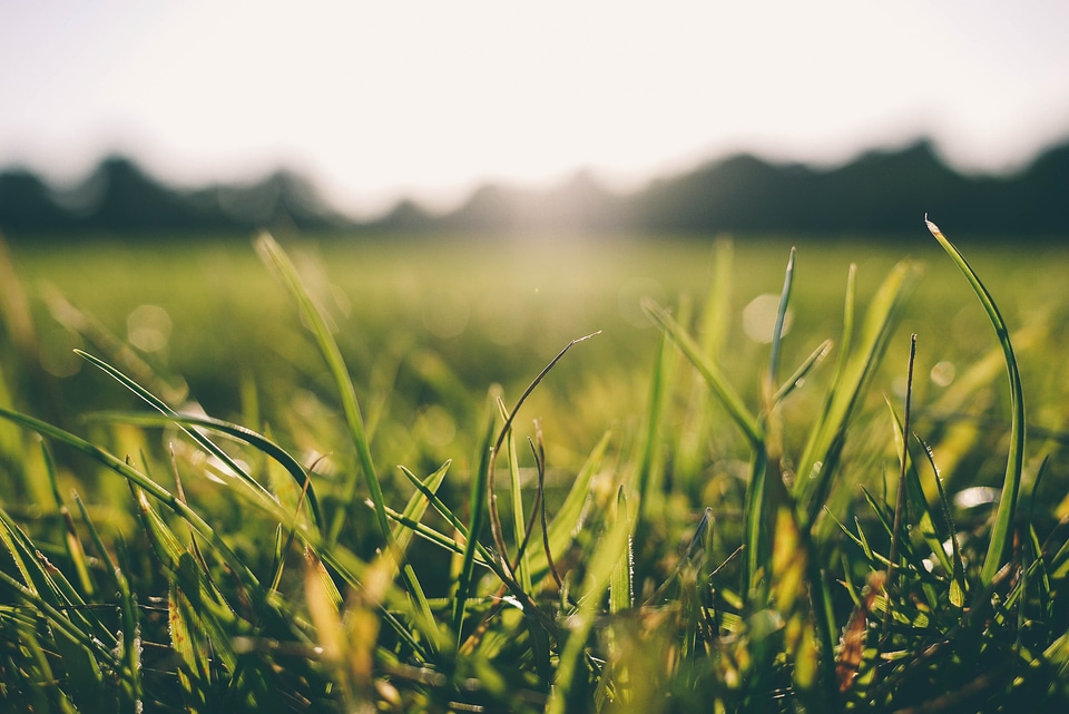 Nature green summer