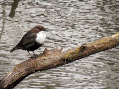 (Passeriformes: Cinclidae) Cinclus cinclus, Strömstare / White-throated dipper