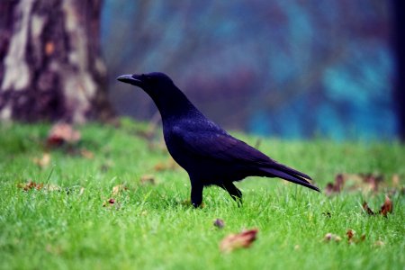 Carrion crow (Corvus corone)