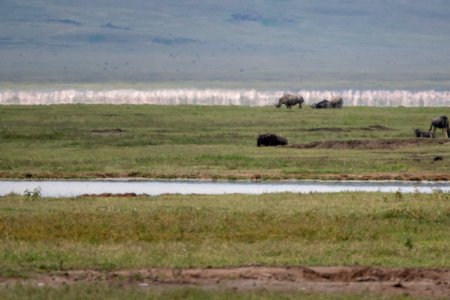 (Perissodactyla: Rhinocerotidae) Diceros bicornis, Spetsnoshörning / Black rhinoceros
