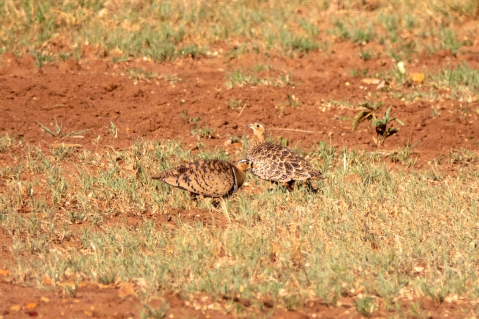 (Pteroclidiformes: Pteroclididae) Pterocles decoratus, Maskflyghöna / Black-faced sandgrouse