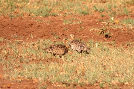 (Pteroclidiformes: Pteroclididae) Pterocles decoratus, Maskflyghöna / Black-faced sandgrouse