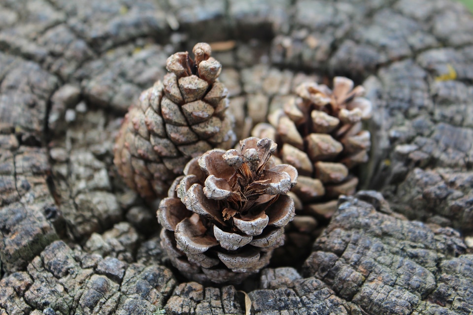 Nature brown outdoor