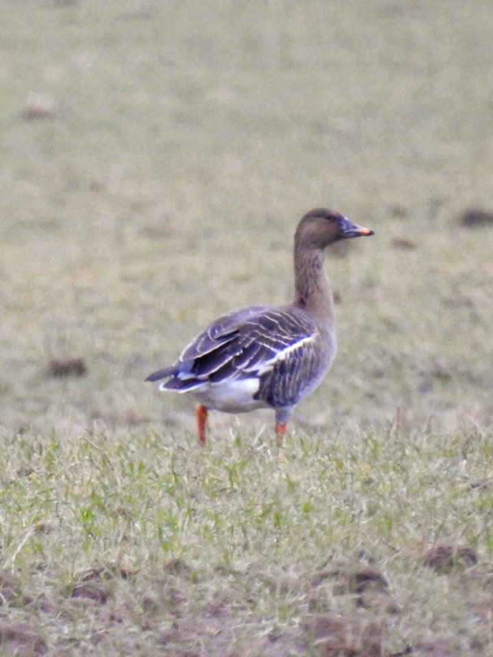 (Anseriformes: Anatidae) Anser fabalis, Sädgås / Bean goose