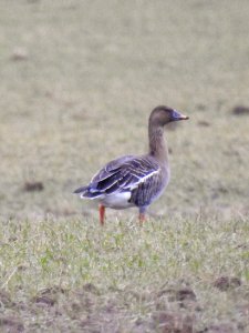 (Anseriformes: Anatidae) Anser fabalis, Sädgås / Bean goose