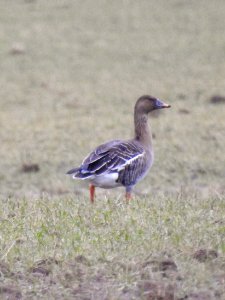 (Anseriformes: Anatidae) Anser fabalis, Sädgås / Bean goose photo