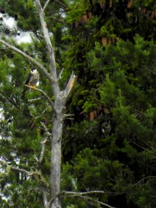 (Falconiformes: Falconidae) Falco subbuteo, Lärkfalk / Hobby photo