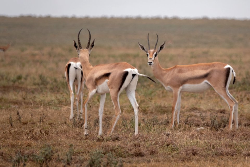 (Artiodactyla: Bovidae) Nanger granti ♀, Grantgasell / Grant's gazelle