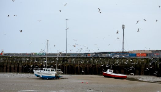 Seagulls in panick