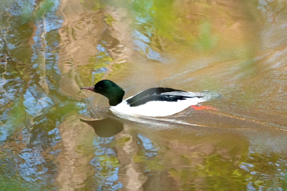 (Anseriformes: Anatidae) Mergus merganser ♂, Storskrake / Merganser