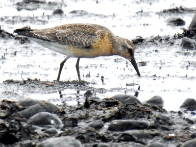 (Charadriiformes: Scolopacidae) Calidris canutus, Kustsnäppa / Red knot