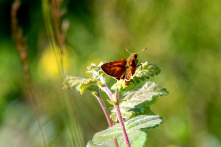 (Lepidoptera: Hesperiidae) Ochlodes sylvanus ♂, Ängssmygare / Large skipper