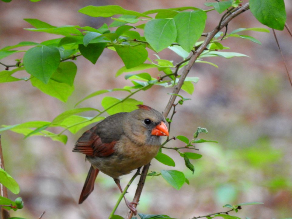 (Passeriformes: Cardinalidae) Cardinalis cardinalis ♀, Röd kardinal / Northern cardinal