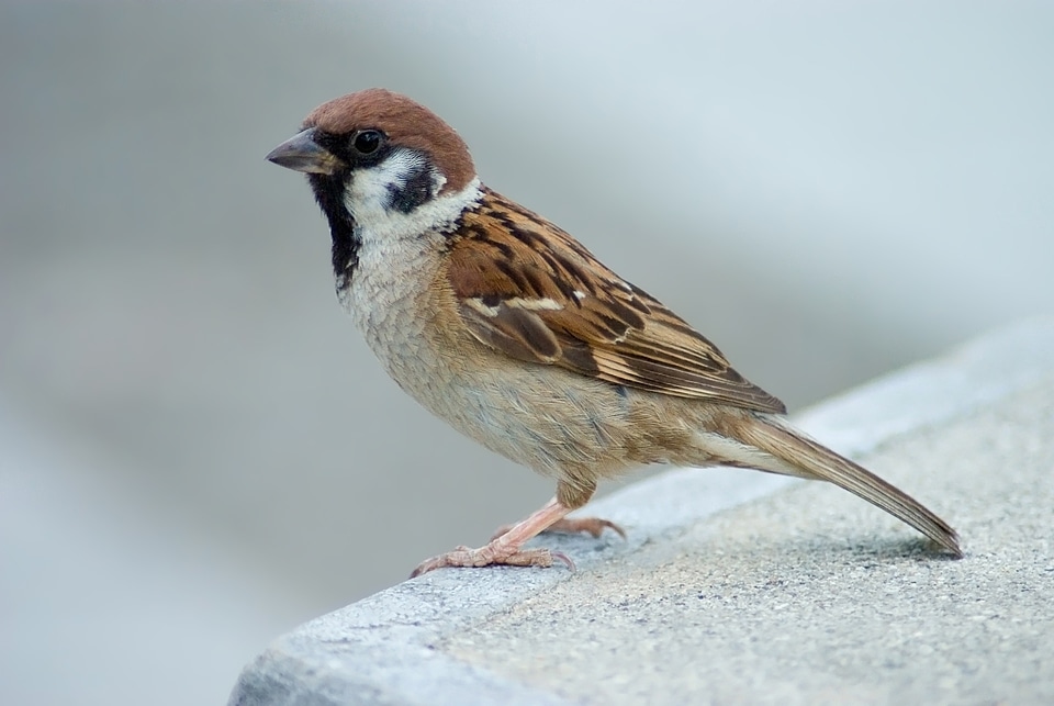 Ledge common wildlife
