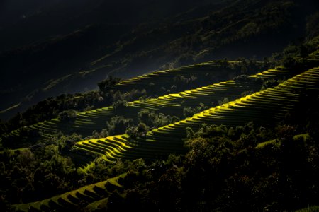 Paddy fields, Vietnam photo