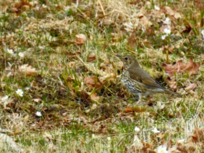(Passeriformes: Turdidae) Turdus philomelos, Taltrast / Song thrush