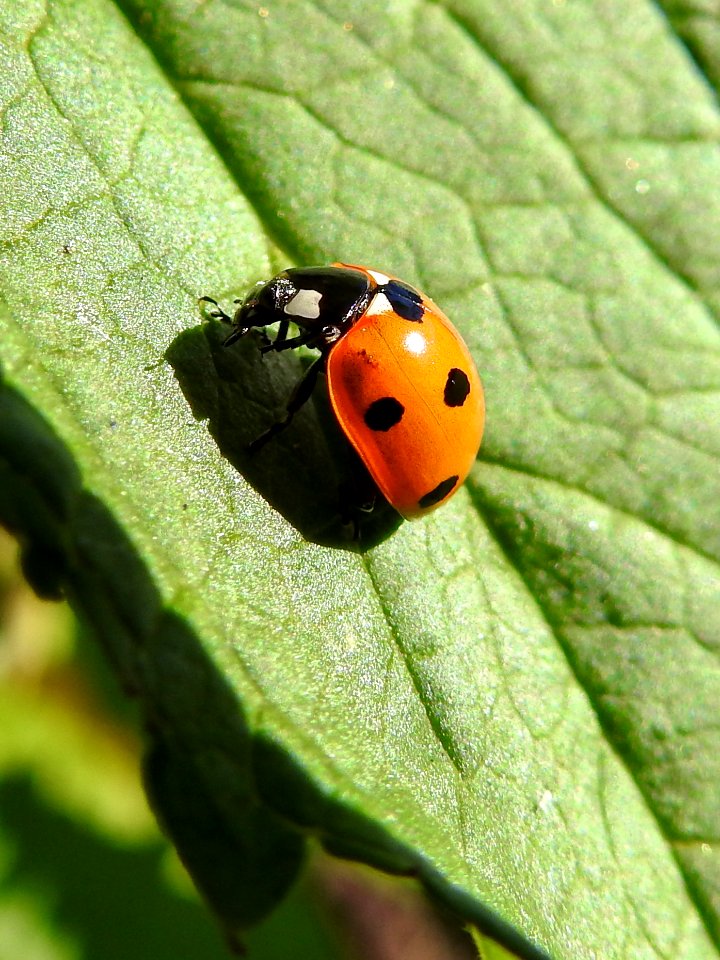 (Coleoptera: Coccinellidae) Coccinella septempunctata, Sjuprickig nyckelpiga / Seven-spot ladybird