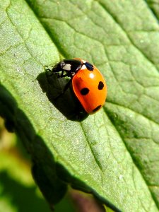 (Coleoptera: Coccinellidae) Coccinella septempunctata, Sjuprickig nyckelpiga / Seven-spot ladybird