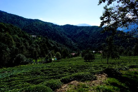 Başköy Senoz Çayeli Rize