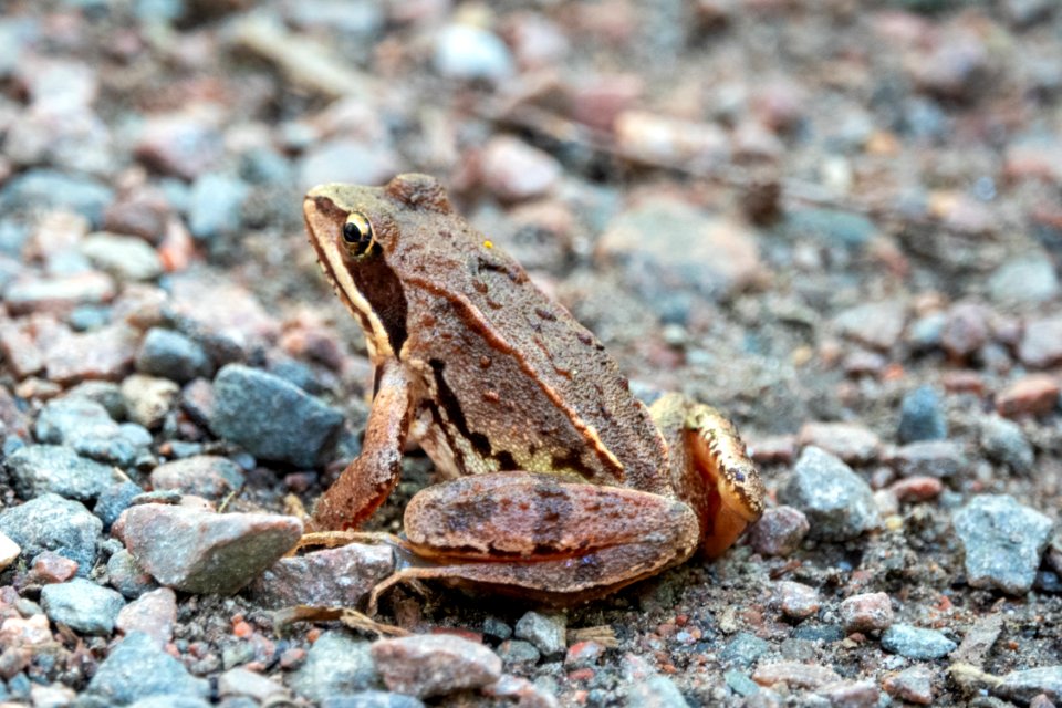(Anura: Ranidae) Rana temporaria, Vanlig groda / Common frog