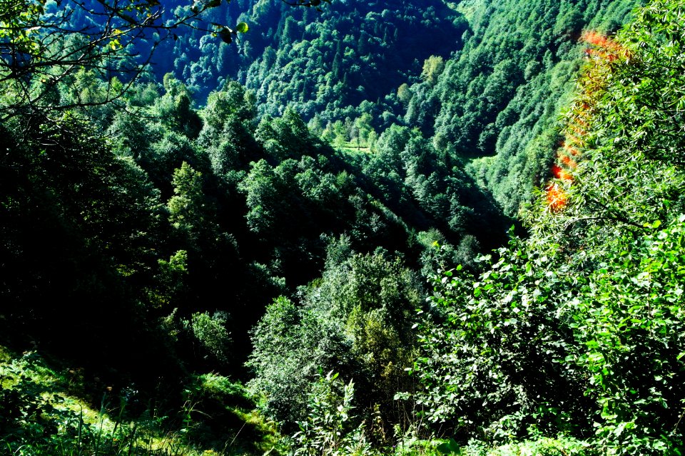 Başköy Senoz Çayeli Rize
