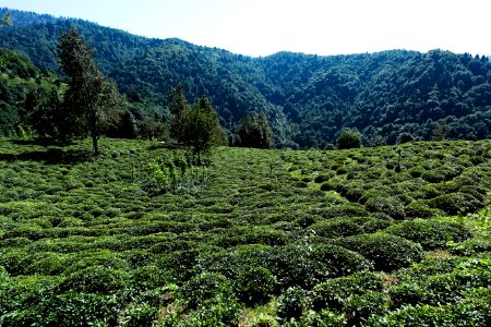 Başköy Senoz Çayeli Rize