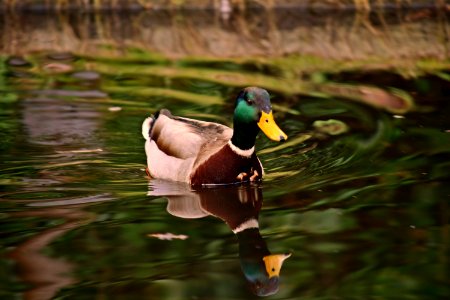 Proud duck