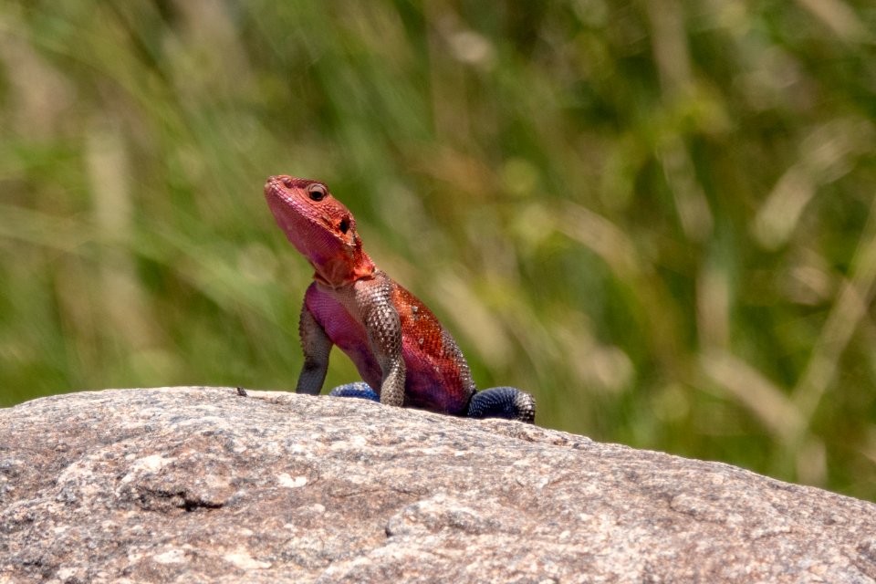 (Squamata: Agamidae) Agama mwanzae ♂, Mwanza flat-headed rock agama