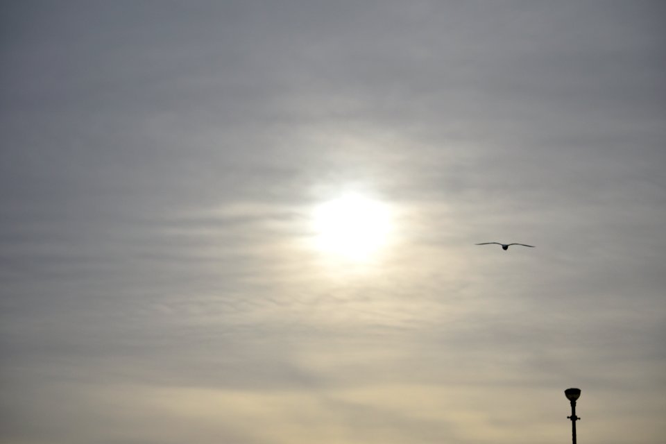 Early sunset and a seagull