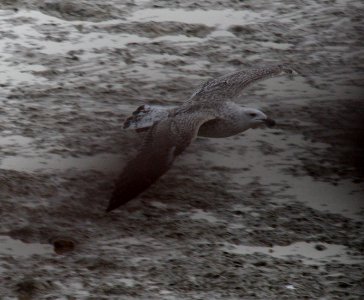 Seagull over the ground