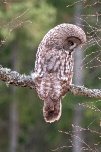 (Strigiformes: Strigidae) Strix nebulosa, Lappuggla / Great grey owl