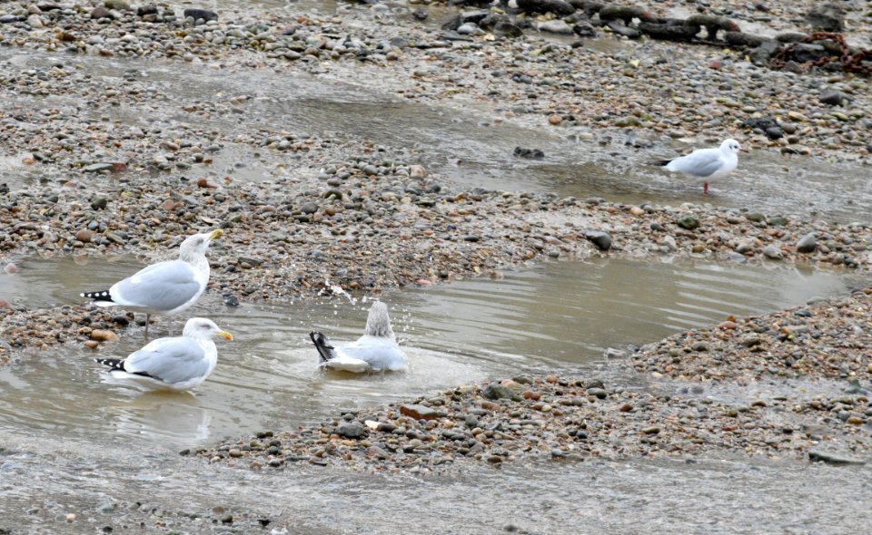 Seagull having a bath