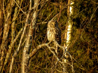 (Strigiformes: Strigidae) Strix uralensis, Slaguggla / Ural owl