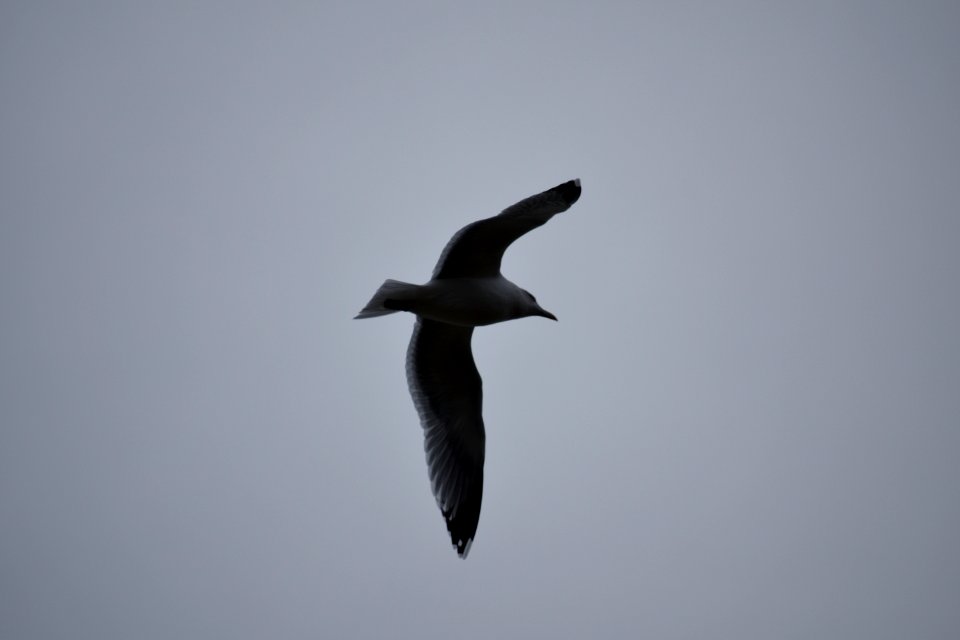 Seagull in the sky