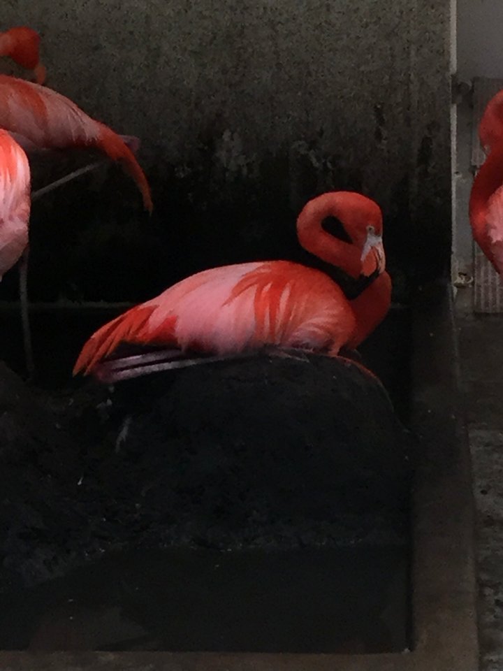 Zoo Animals