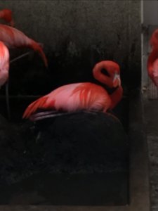 Zoo Animals